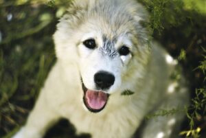 顔脱毛は痛いのか？痛みを和らげる方法とは？