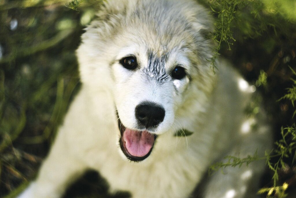 札幌で脱毛全身通い放題のサービスはどこが人気ですか？