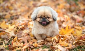 顔脱毛におすすめのサロンは東京にどこがある？