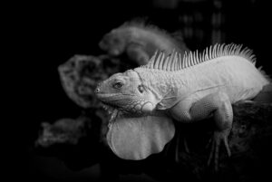 エミナルとリゼの違いは何ですか？