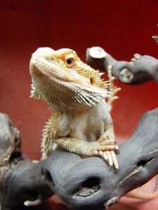 ヒゲの医療脱毛で青髭を解消する方法は？