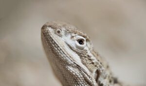 ヒゲの医療脱毛は濃くなるって本当？その真実を解説！