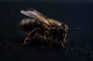 ゴリラクリニックの脱毛は痛みがどのくらい？